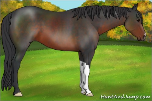 Horse Color:Brown 