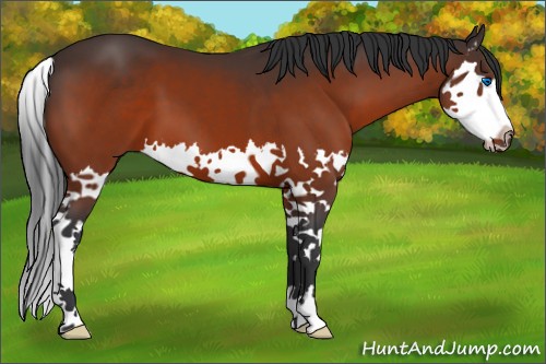 Horse Color:Bay Splash 