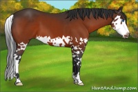 Horse Color:Bay Splash 