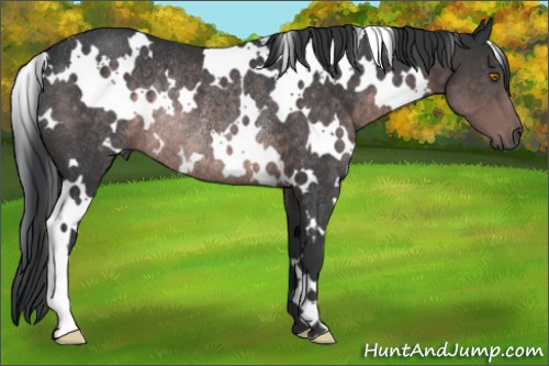 Horse Color:Platinum White Spotted Brown Rabicano 