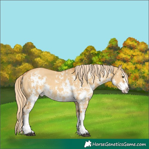 Horse Color:Palomino Dun Sabino Splash 