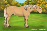 Horse Color:Palomino Sabino 