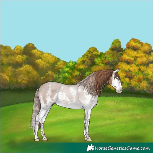 Horse Color:Liver Red Dun Sabino Splash 