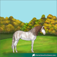 Horse Color:Liver Red Dun Sabino Splash