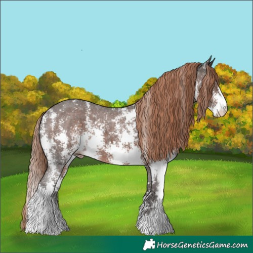 Horse Color:Liver Chestnut Sabino Appaloosa 