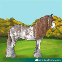 Horse Color:Liver Chestnut Sabino Appaloosa 