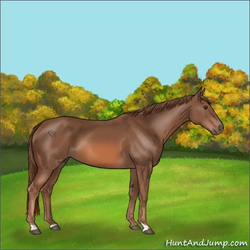 Horse Color:Chestnut 
