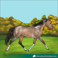Horse Color:Brown Dun Tobiano 