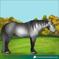 Horse Color:Gray Black 