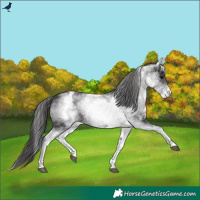 Horse Color:White Spotted Smoky Black 