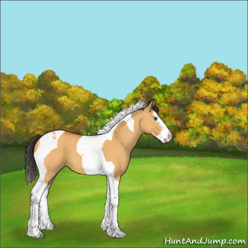 Horse Color:Buckskin Dun Splash Tobiano 