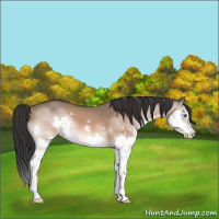 Horse Color:Brown Dun Splash