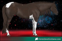 Horse Color:Liver Chestnut Tobiano 