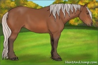 Horse Color:Silver Bay 