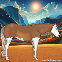 Horse Color:Chestnut Splash 