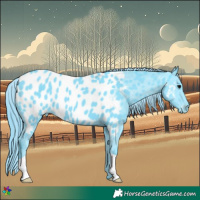 Horse Color:Watercolor Black Appaloosa 