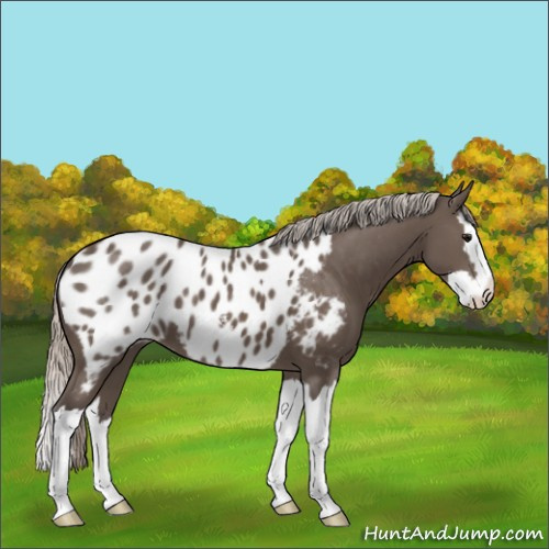 Horse Color:Silver Black Sabino Splash Appaloosa 