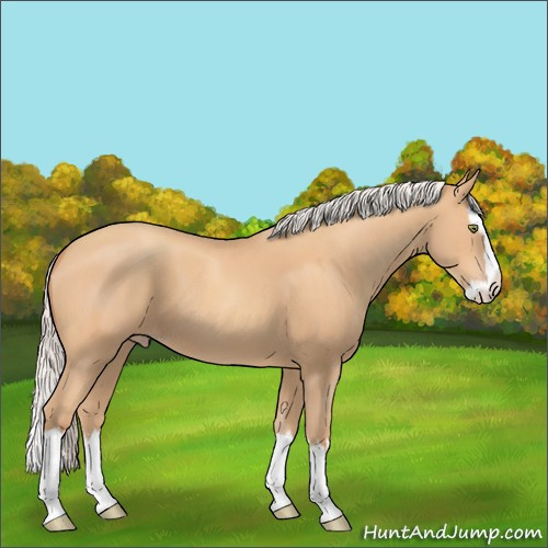 Horse Color:Silver Amber Champagne Sabino Splash 