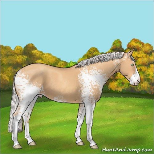 Horse Color:White Spotted Silver Amber Champagne Splash 