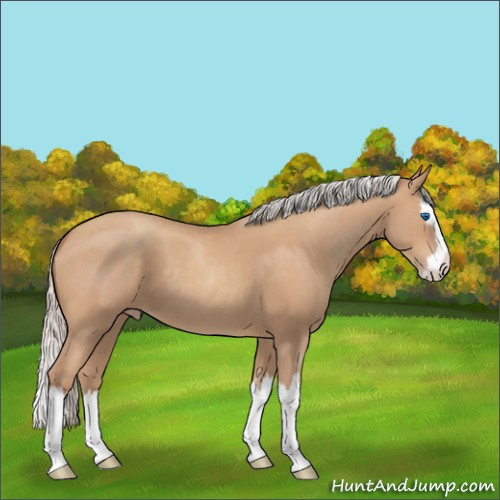 Horse Color:Silver Classic Champagne Sabino Splash 