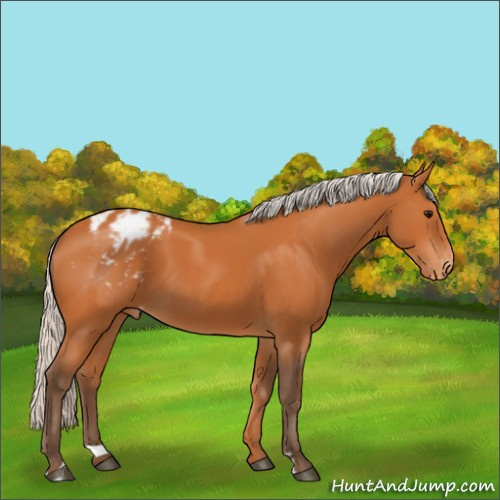 Horse Color:Silver Bay Sabino Appaloosa 