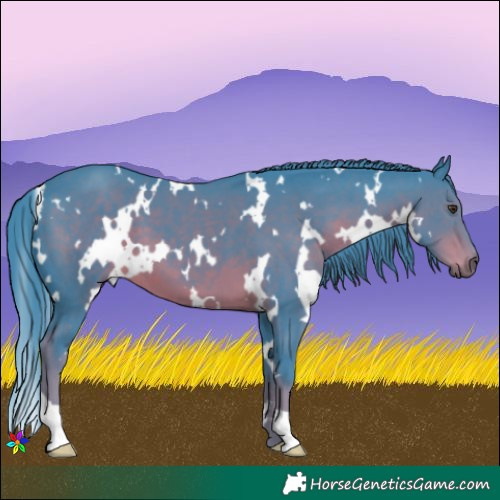 Horse Color:Watercolor White Spotted Liver Chestnut 
