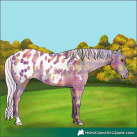 Horse Color:Nacre Plaid  Silver Bay Appaloosa Rabicano 