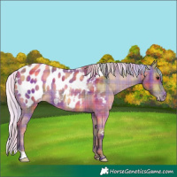 Horse Color:Nacre Plaid  Silver Bay Near Leopard Rabicano 