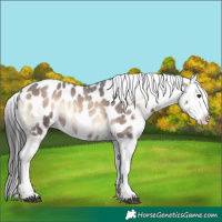 Horse Color:Liver Red Onyx Roan Sabino Appaloosa 