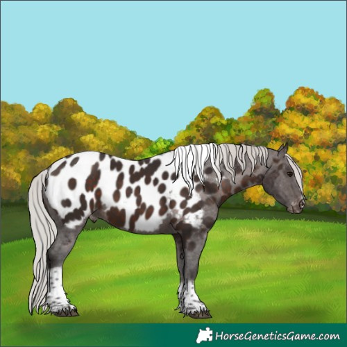 Horse Color:Silver Brown Tobiano Frame Appaloosa 