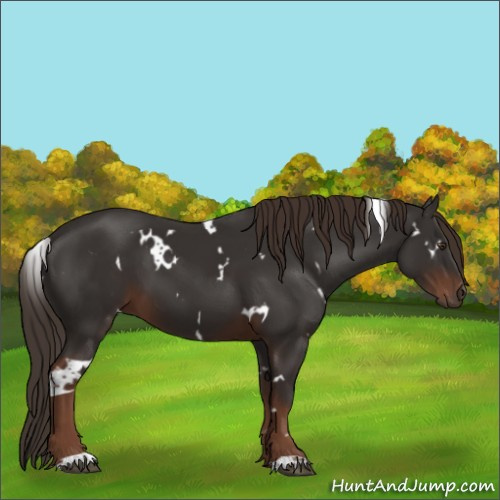 Horse Color:White Spotted Liver Chestnut 