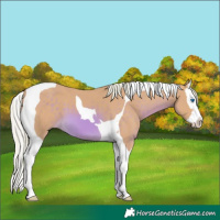Horse Color:Watercolor Chocolate Palomino Splash Tobiano 