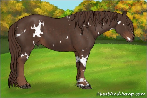Horse Color:White Spotted Liver Chestnut 