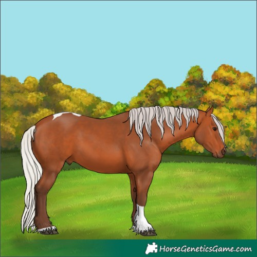 Horse Color:Silver Bay Tobiano 