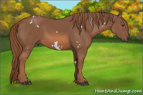 Horse Color:White Spotted Chestnut 
