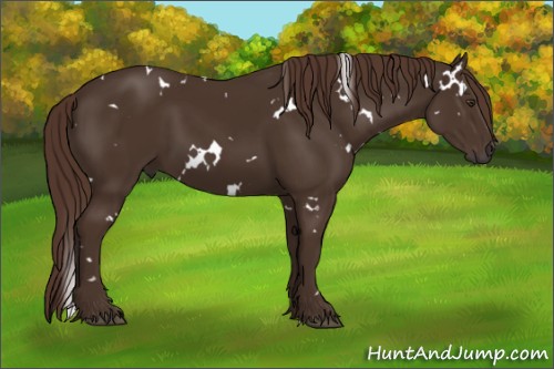 Horse Color:White Spotted Liver Chestnut 