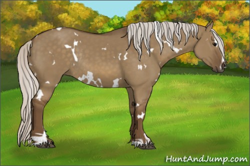 Horse Color:White Spotted Silver Smoky Grullo Sabino Rabicano 
