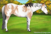 Horse Color:White Spotted Bay Dun Splash Tobiano 