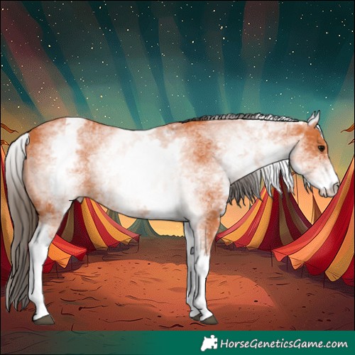 Horse Color:White Spotted Bay 