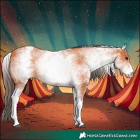 Horse Color:White Spotted Bay 