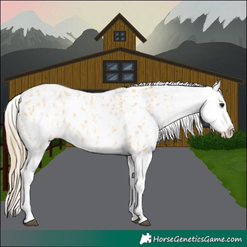 Horse Color:White Spotted Buckskin Appaloosa 