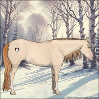 Horse Color:Gold Champagne Dun