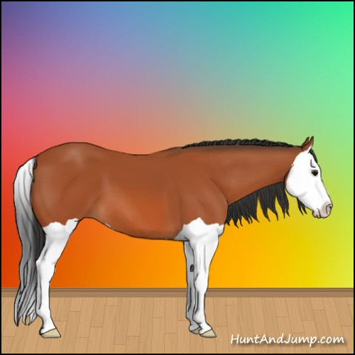 Horse Color:Bay Splash 