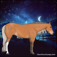 Horse Color:Silver Bay 