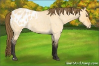 Horse Color:Buckskin Roan Dun Blanket 