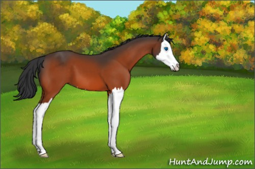 Horse Color:Unknown 