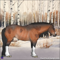 Horse Color:Brown Rabicano  and Bay Rabicano 