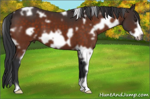 Horse Color:Unknown 