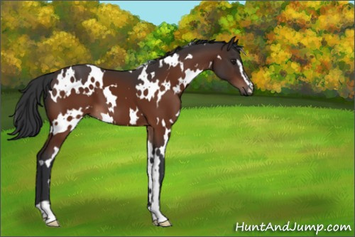 Horse Color:Unknown 