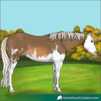 Horse Color:Chocolate Palomino Sabino Splash 